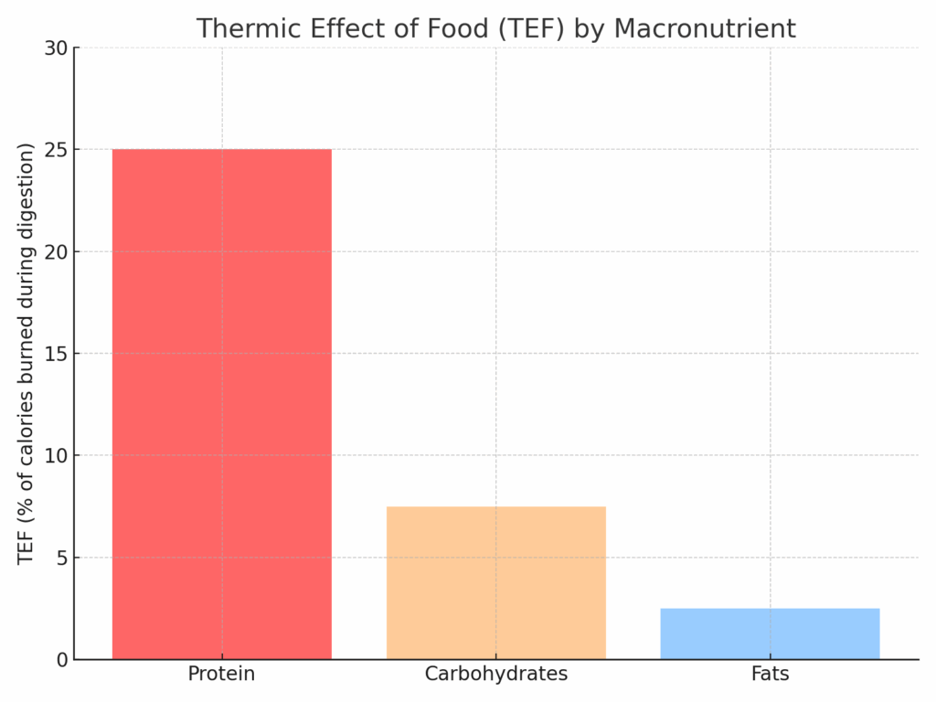 Bar chart comparing thermic effect of food by macronutrient: protein burns 25%, carbs 7.5%, fats 2.5%
