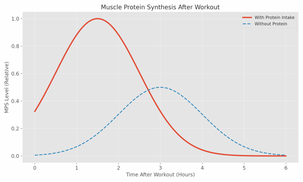 How protein rebuilds muscle after workouts